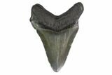 Fossil Megalodon Tooth - South Carolina #130814-1